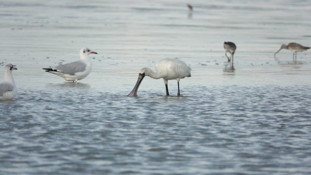 Hosting our international guests – a glimpse into Shorebird Peninsular Malaysia Project (SPMP)