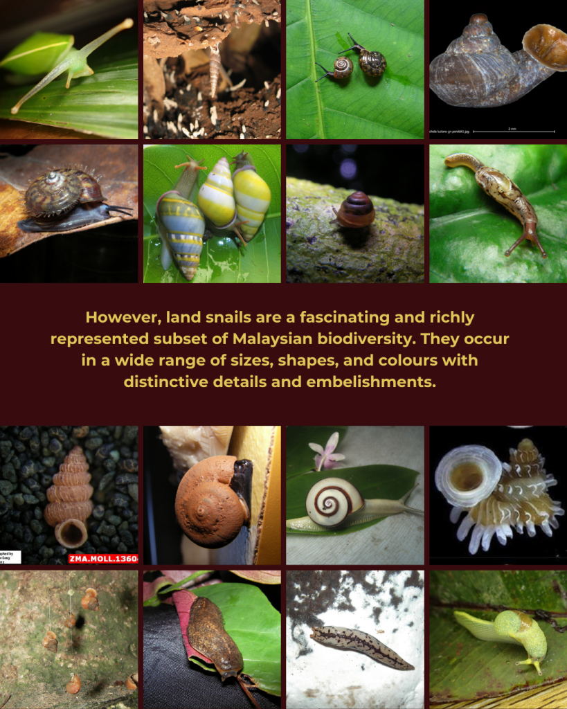 What It Takes to Uncover the Hidden World of Land Snails